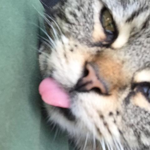 Katze Hängt Zunge Raus Gesundheit
