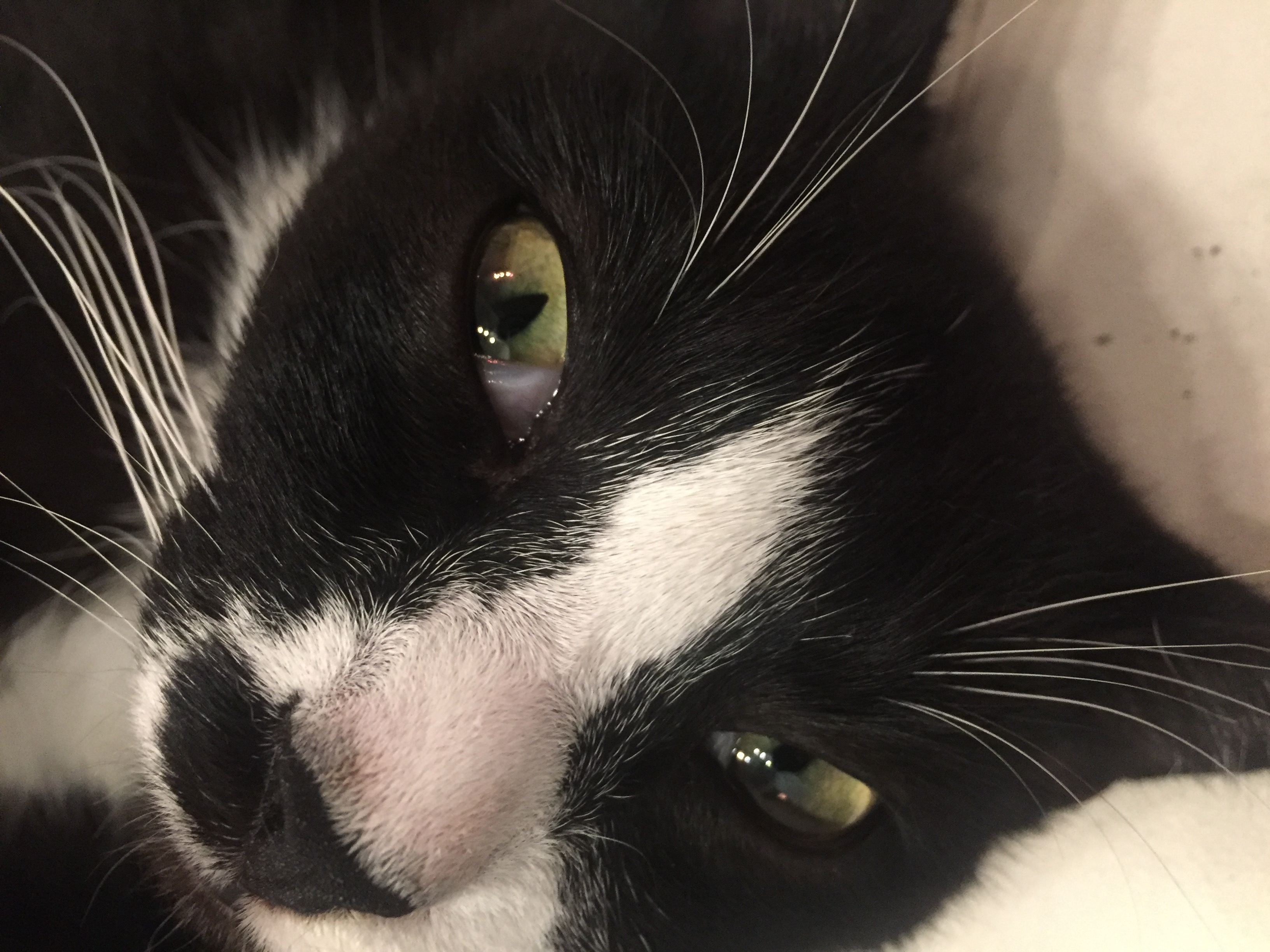 katze hat am auge haut ist das gefahrlich gesundheit und medizin tiere krankheit