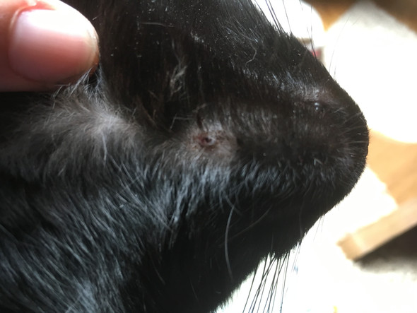Katze Hat Am Kinn Eine Kahle Stelle Tiere
