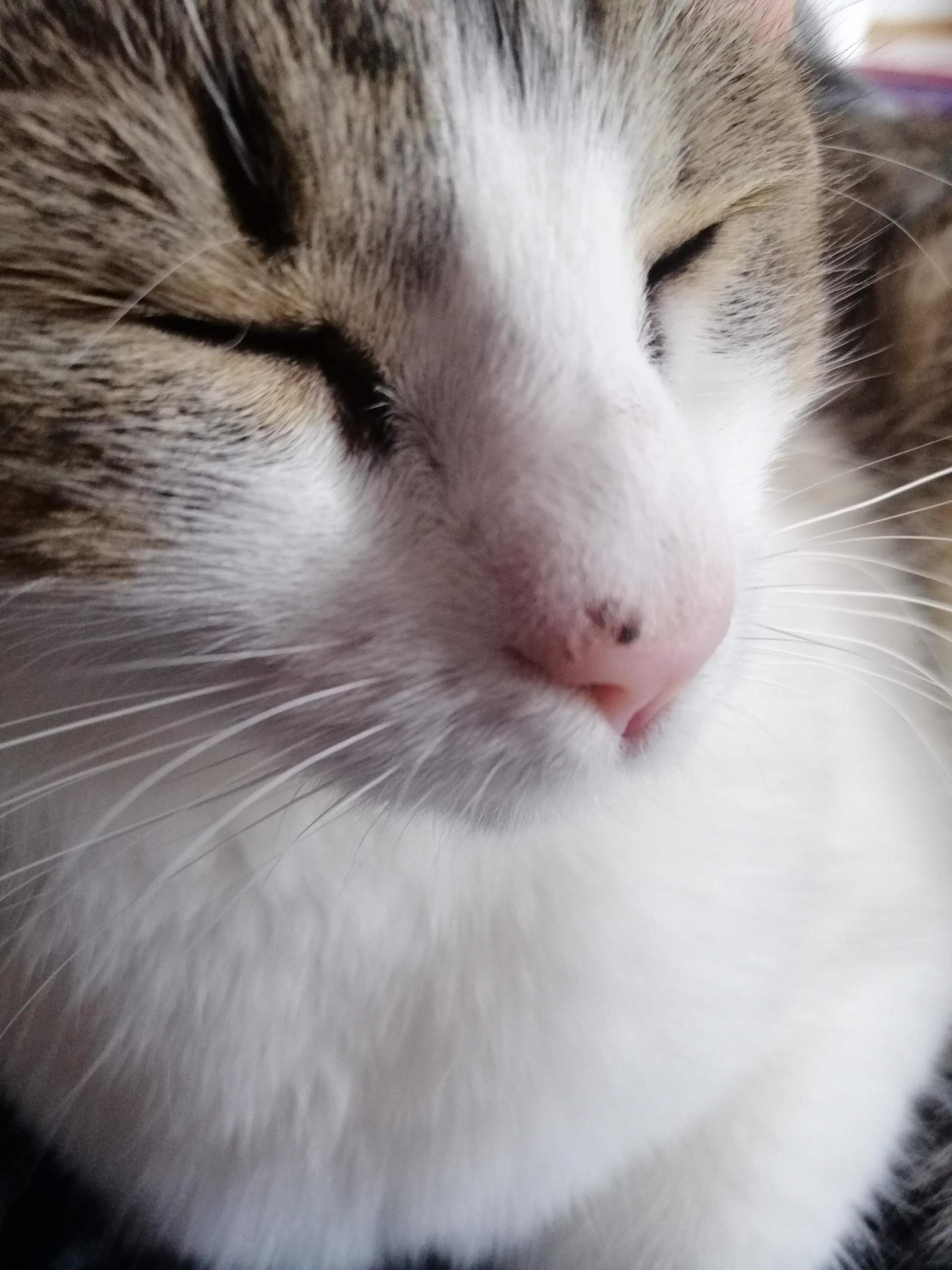 Katze hat auf einmal Fleck auf der Nase?