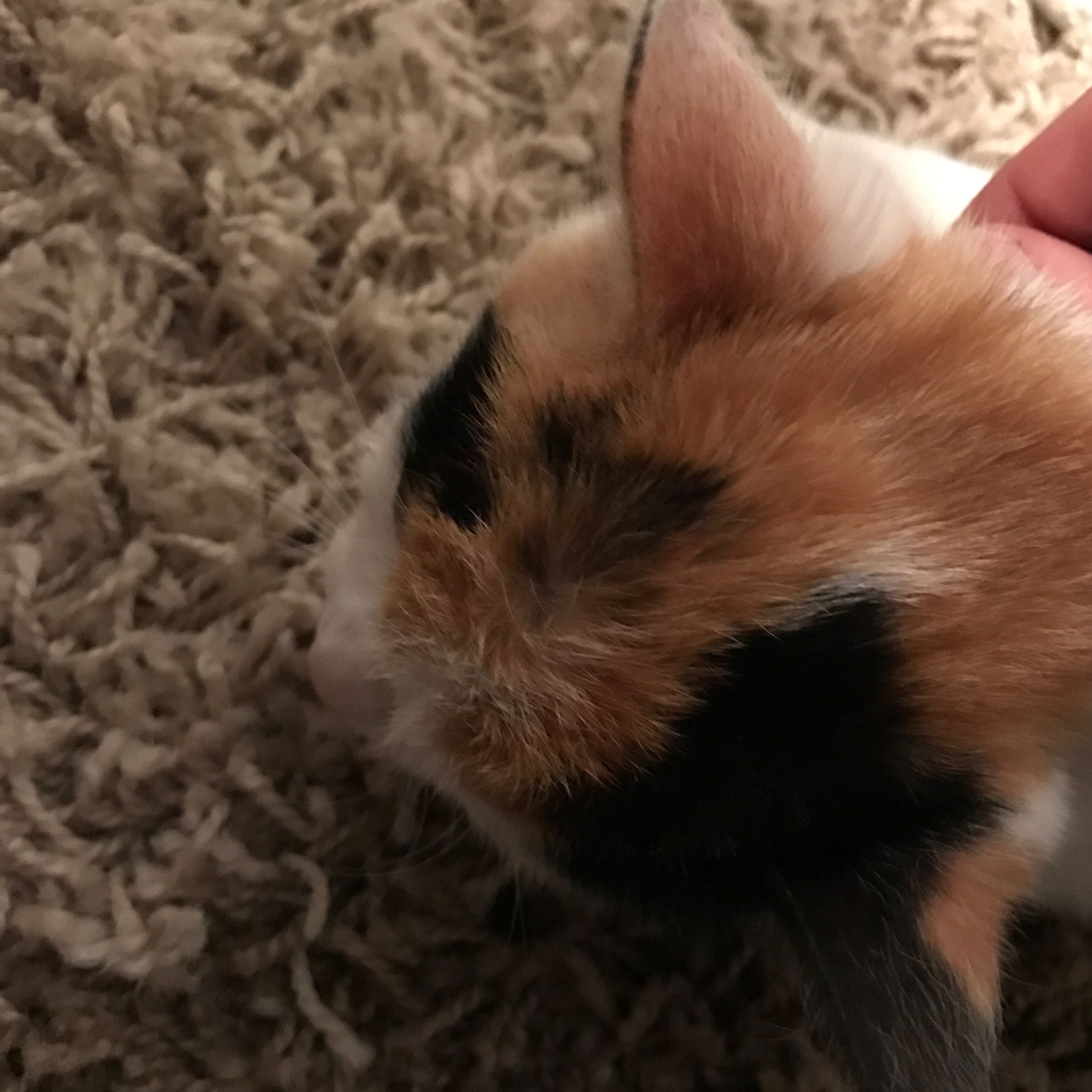 Katze hat beule am kopf (vlt tumor)? (krank, Katzen) Katze hat beule am kopf (vlt tumor)? (krank, Katzen)