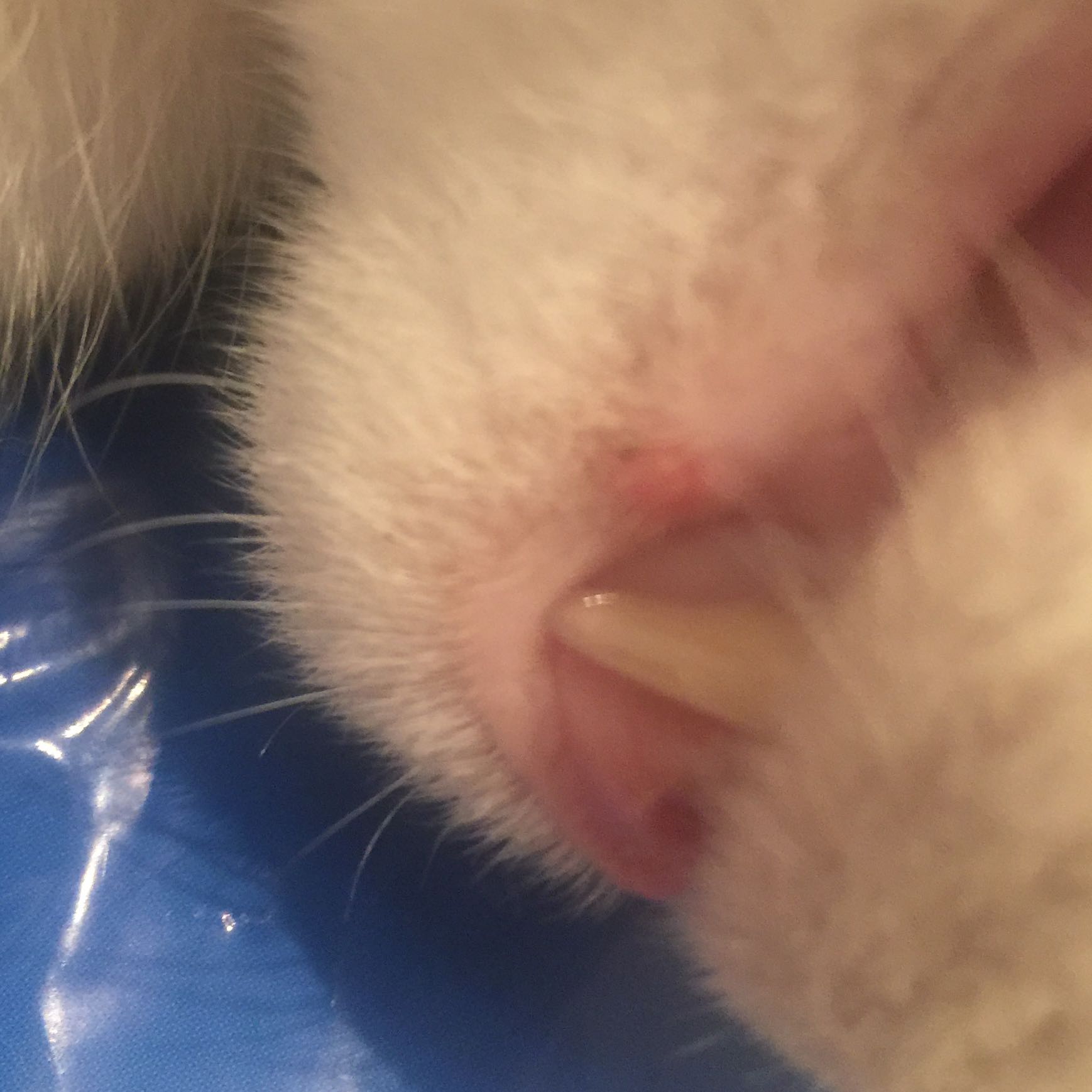 Katze hat Bläschen am Mund, was kann das sein? (Tiere, Haustiere, Katzen)