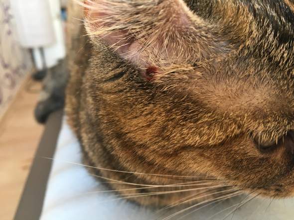 Katze hat Blutblase am Ohr? (Gesundheit und Medizin, Tierarzt, Parasiten)
