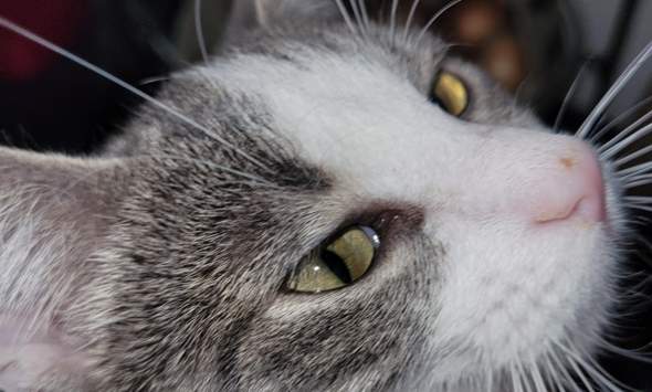 Katze hat braunen Punkt auf der Nase?