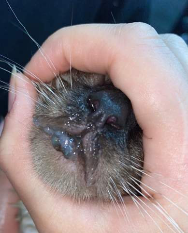 Katze Hat Das Um Mund Mit Bild Dringend Helfen Gesundheit Tiere Katzen Katze Hat Das Um Mund Mit Bild Dringend Helfen Gesundheit Tiere Katzen