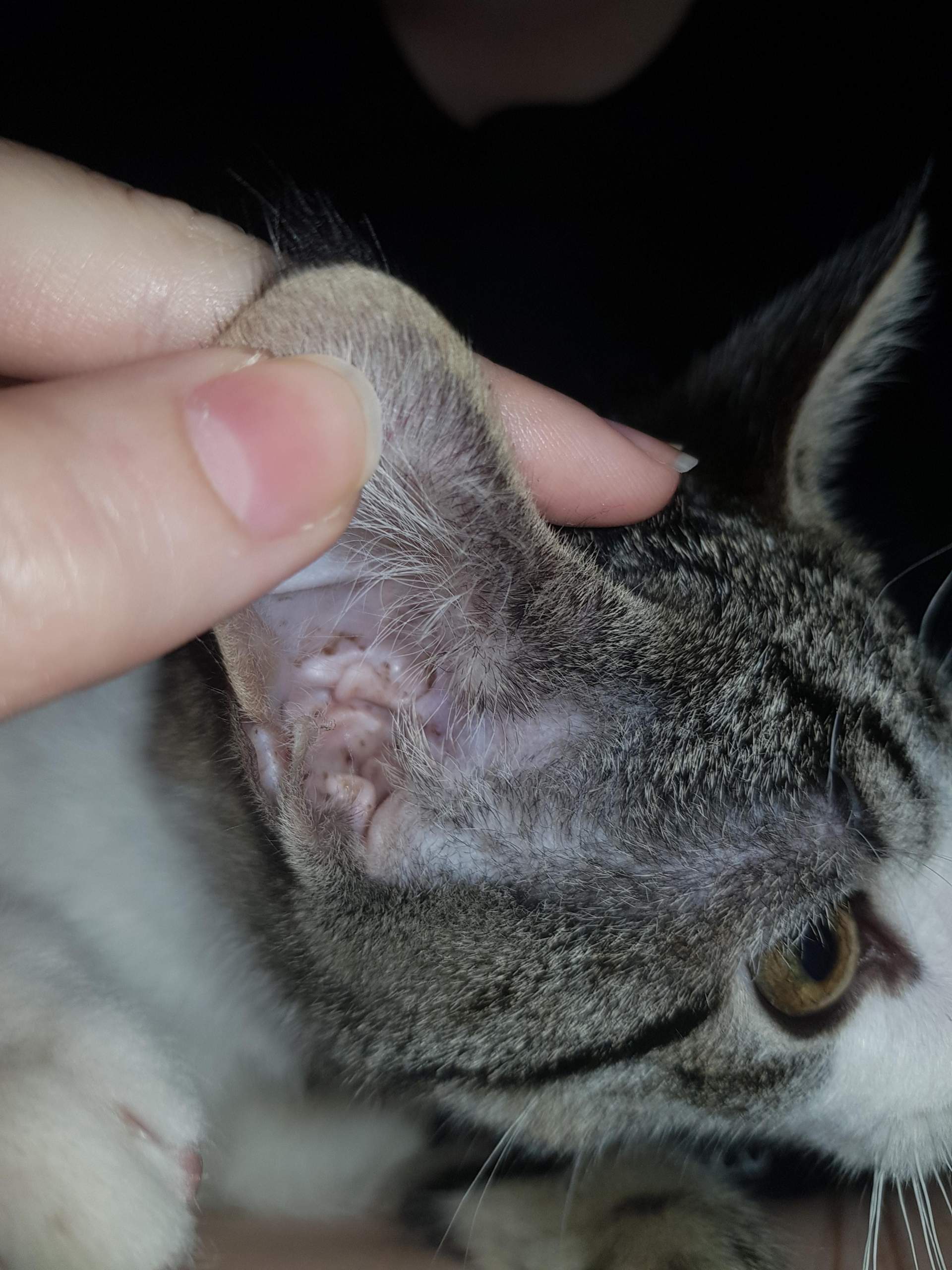Katze hat dunkle Flecke im Ohr? Milben oder doch nur Ohrenschmalz? (Gesundheit, Kater, Tiermedizin)