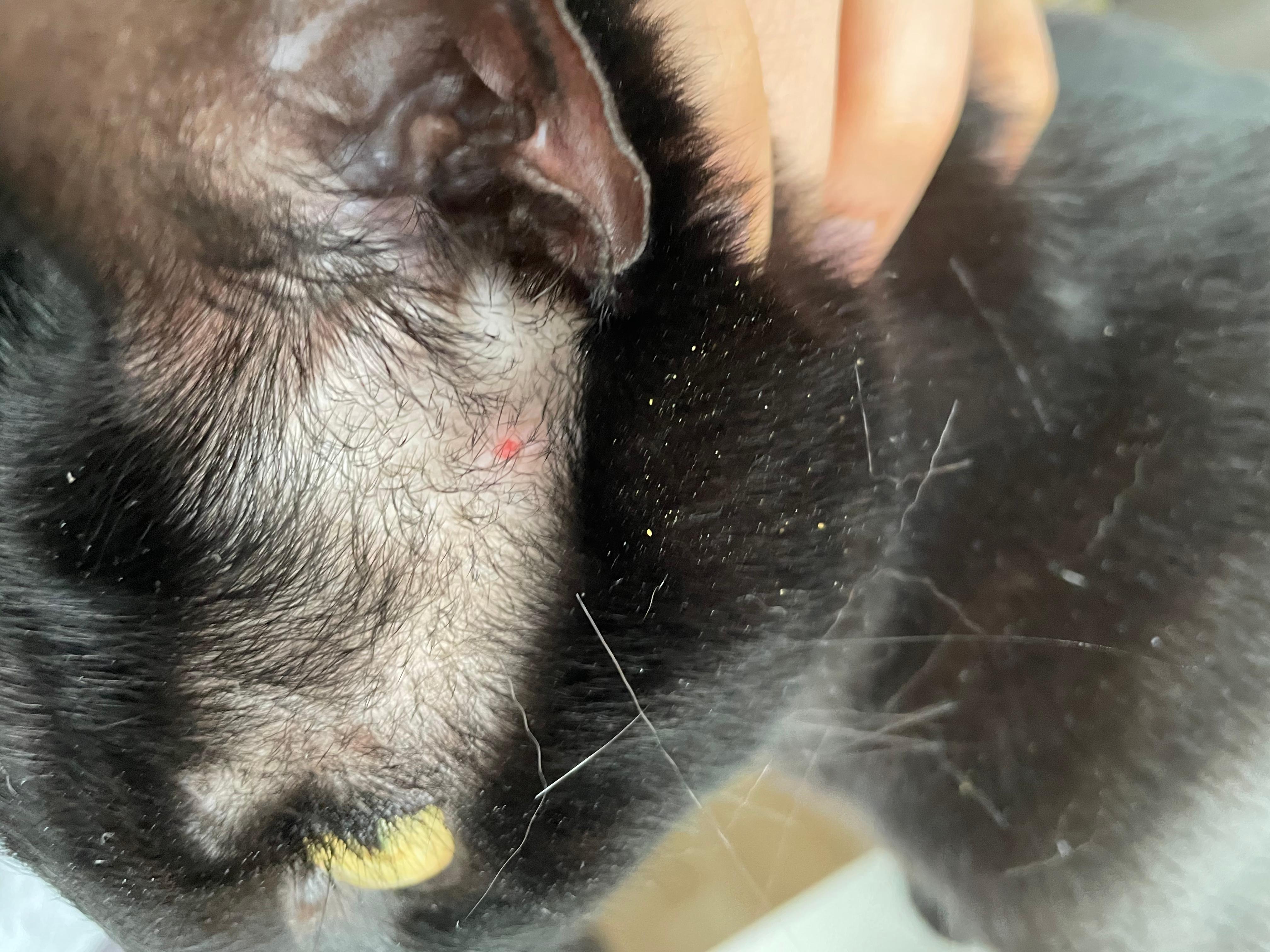 katze hat einen roten punkt am ohr wunde