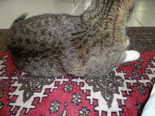 Katze Hat Einen Seltsamen Knubbel Hinter Der Schulter Katze Hat Einen Seltsamen Knubbel Hinter Der Schulter