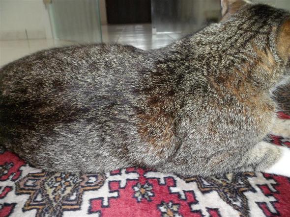 Katze Hat Einen Seltsamen Knubbel Hinter Der Schulter Katze Hat Einen Seltsamen Knubbel Hinter Der Schulter