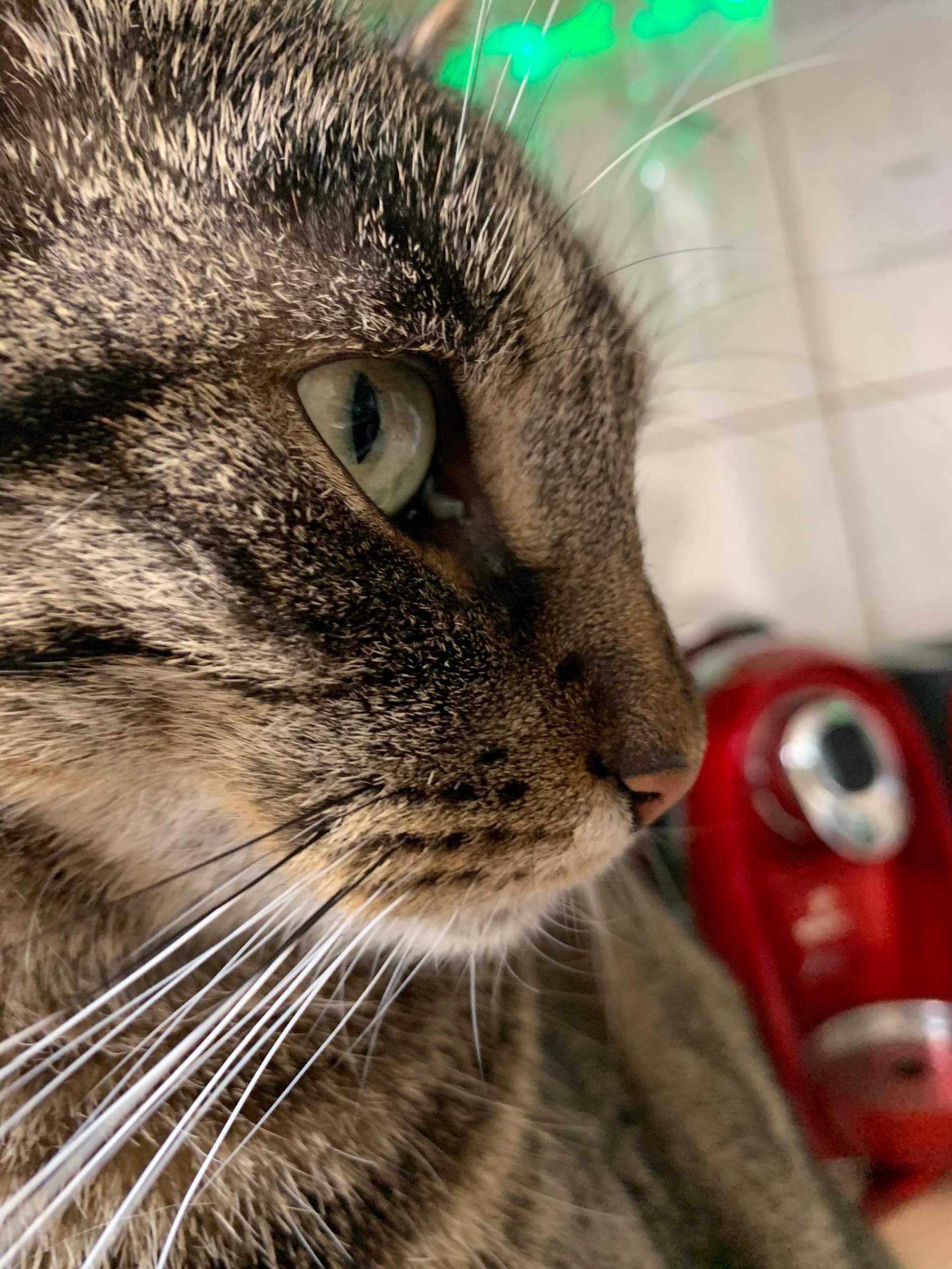 Katze hat etwas am Auge? (Tiere, Augen)