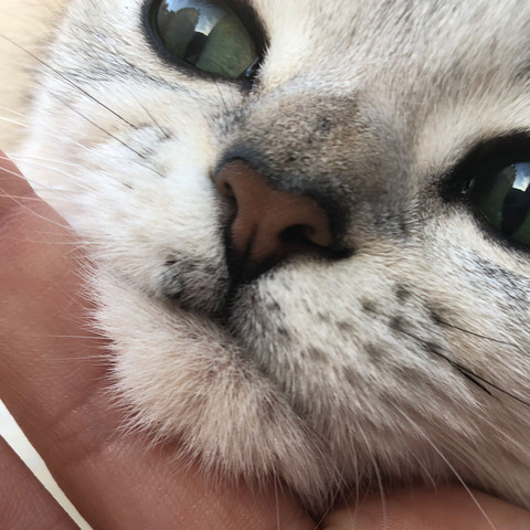 Katze Hat Etwas Am Mund Gesundheit Und Medizin Kater Pilze