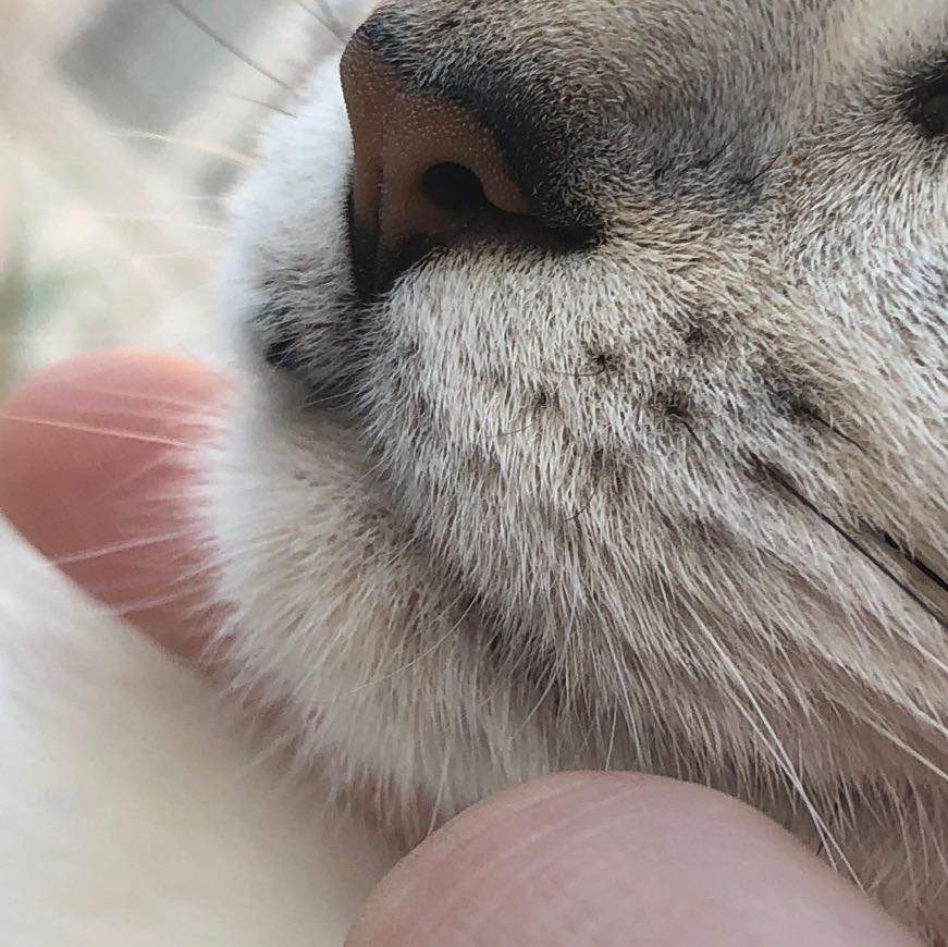 Katze hat etwas am Mund? (Gesundheit und Medizin, Kater, Pilze)