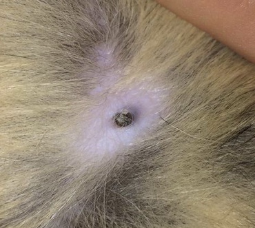 Katze hat etwas Schwarzes unter der Haut. Was kann das sein? (Tiere