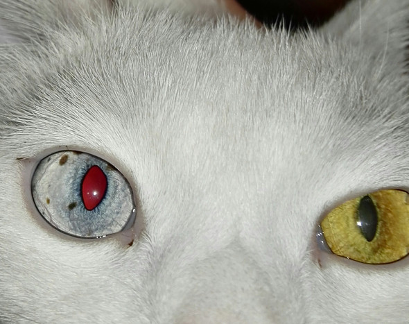 Katze Schwarze Flecken Auge