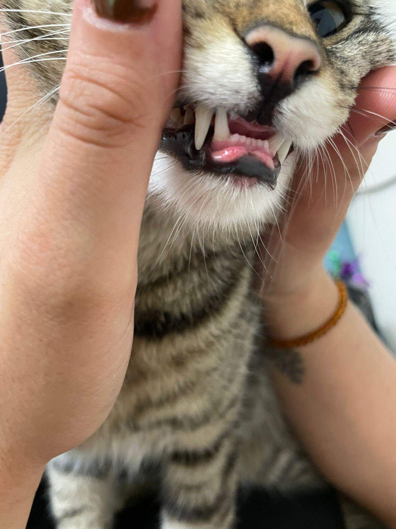 Katze hat geschwollene lippen? (Gesundheit, Tiere, Tierarzt)