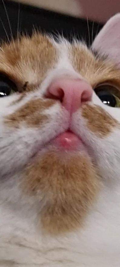 Katze hat geschwollene Unterlippe? (Kater, Katzenhaltung, Zusammenführung)