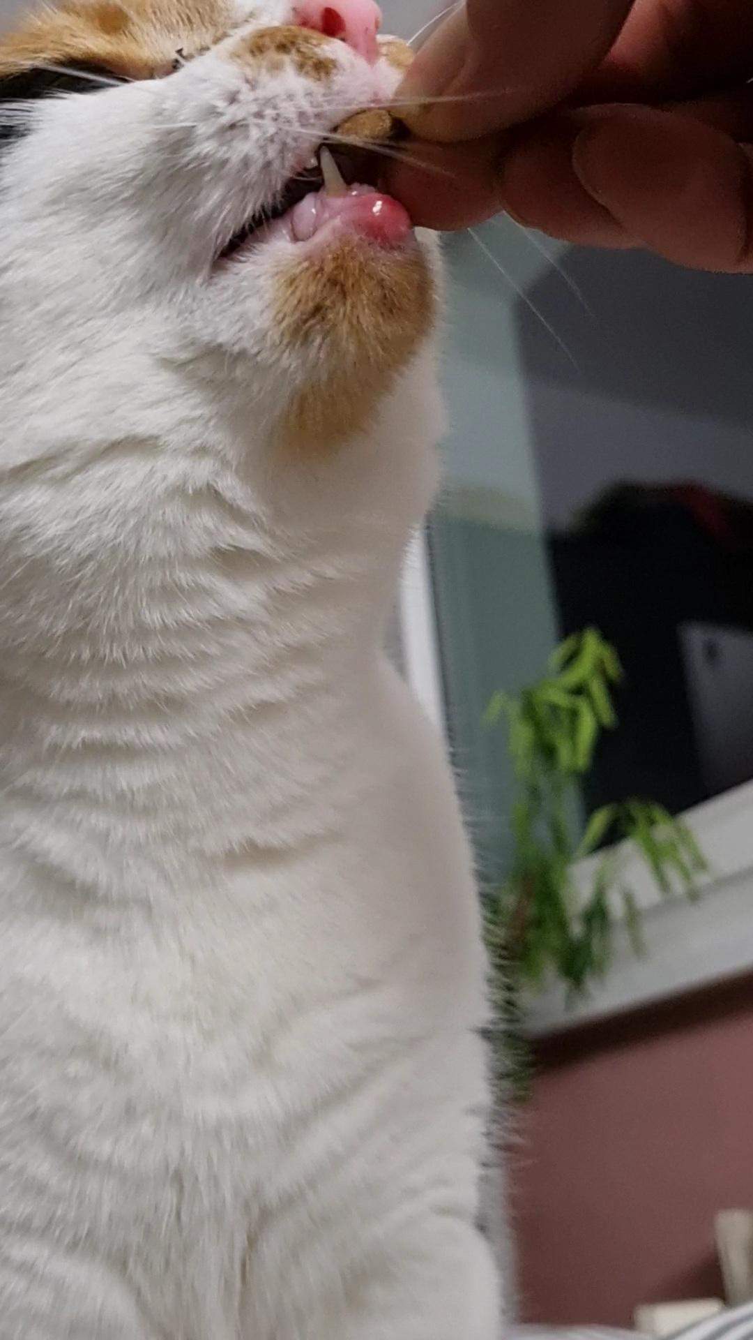 Katze hat geschwollene Unterlippe? (Kater, Katzenhaltung, Zusammenführung)
