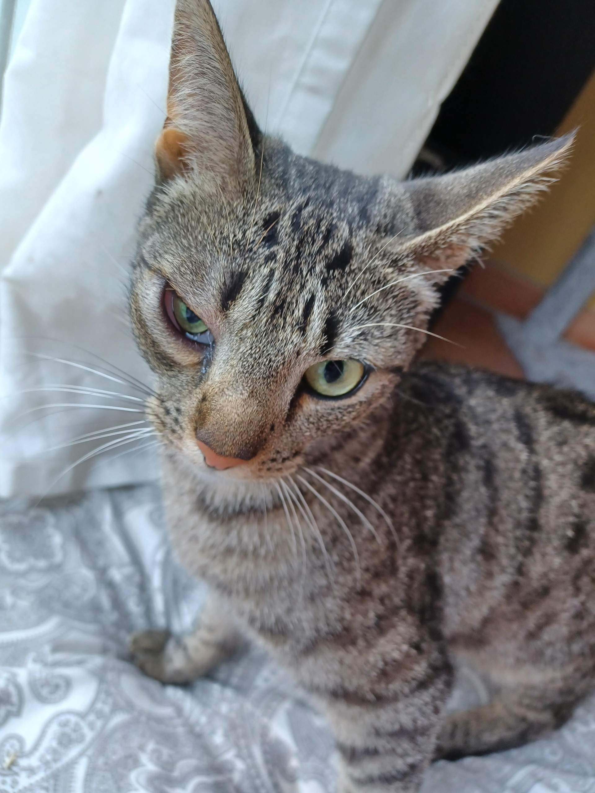 Katze hat geschwollenes Auge was ist das? (Tierarzt, Tiermedizin, Hauskatze)