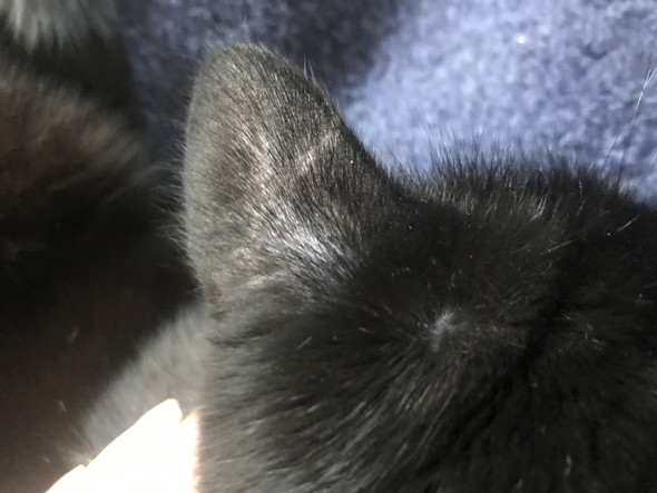 Haarlinge Bei Katzen Erkennen Symptome Diagnose Vtg