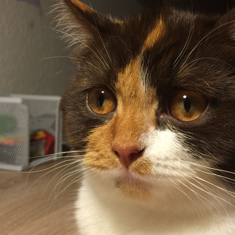 Katze Hat Glasige Augen Gesundheit Nass