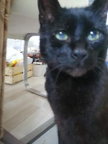 katze hat grauen fleck an beiden augen gesundheit und medizin krankheit haustiere