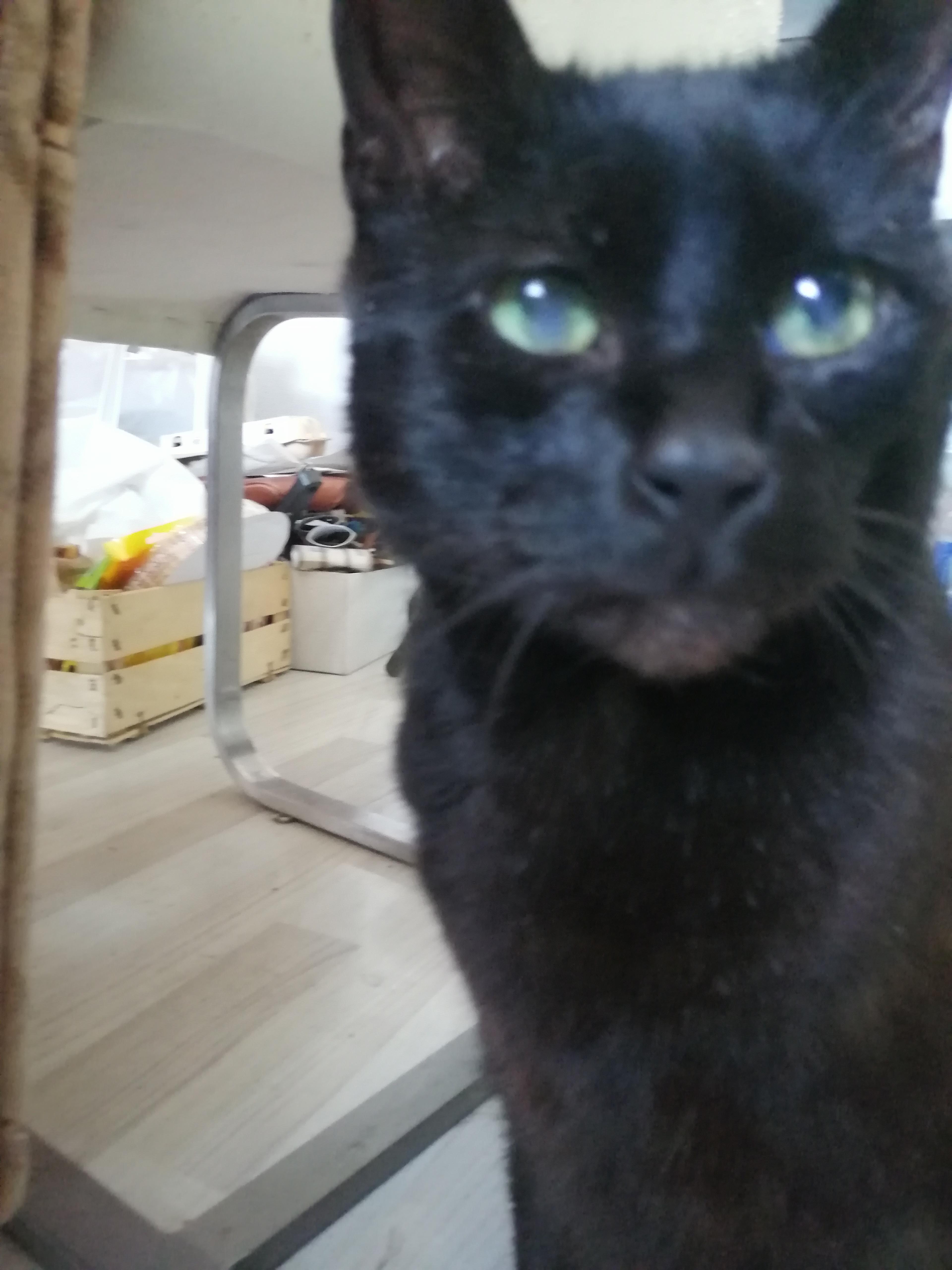 katze hat grauen fleck an beiden augen gesundheit und medizin krankheit haustiere