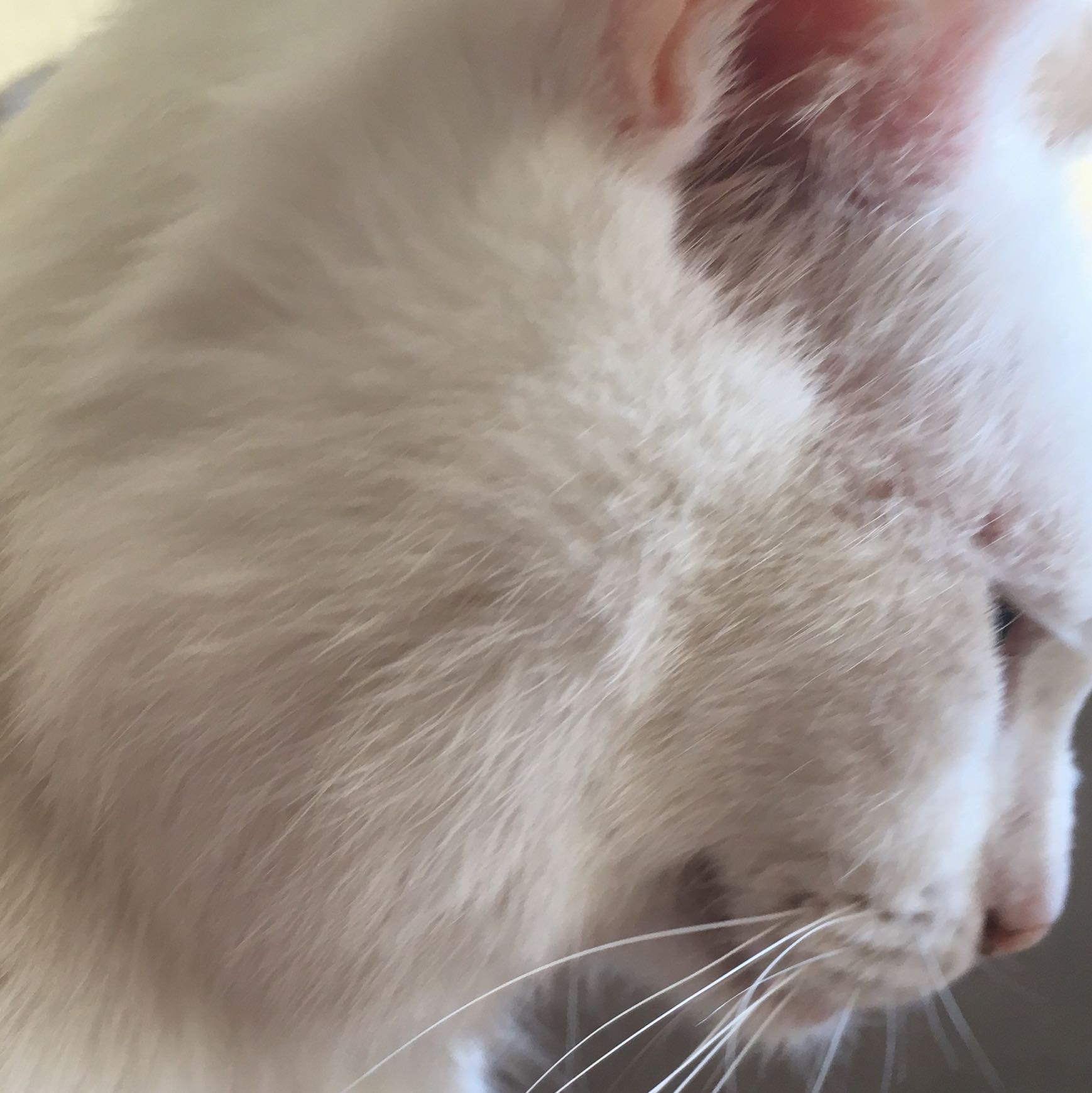 katze hat grosse beule am kopf gesundheit und medizin krankheit haustiere