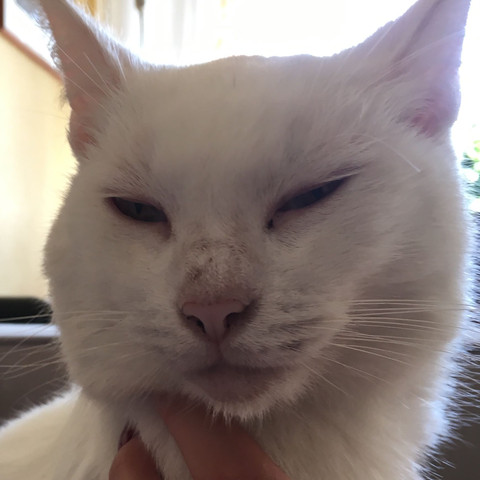 Katze Hat Grosse Beule Am Kopf Gesundheit Und Medizin Krankheit