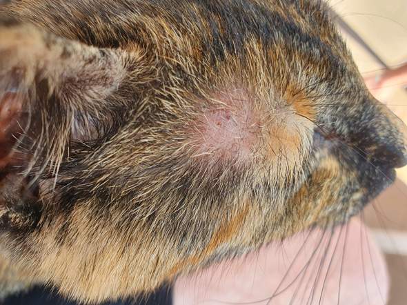 Katze Hat Haarausfall Eventuell Pilz