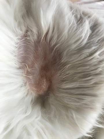 - (Gesundheit, Haare, Katze)
