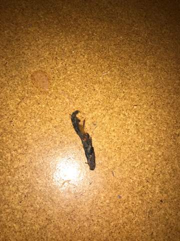 katze hat haarbuschel ausgekotzt ist das normal gesundheit und medizin tiere haustiere