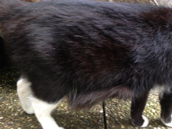 katze hat herabhangenden bauch