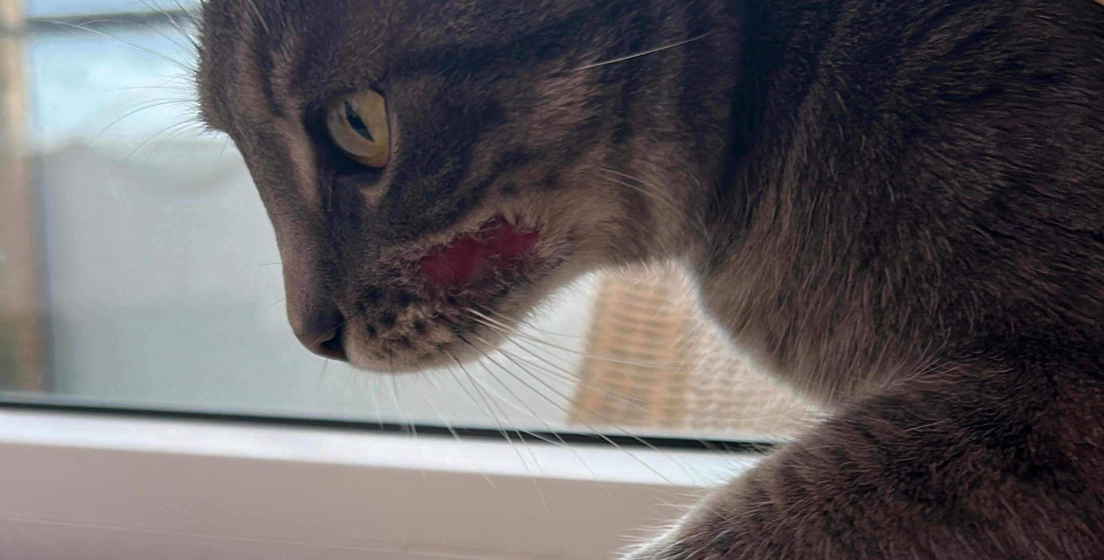 Katze hat ihr Fell abgebissen oder was ist das? (Körper, Krankheit, Schmerzen)