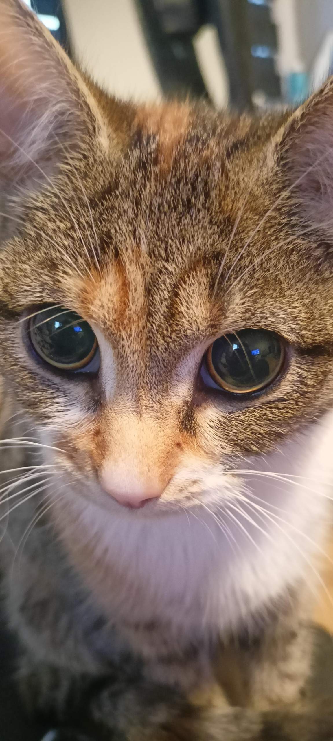 Katze hat immer große Pupillen? (Tierarzt, Katzenaugen)