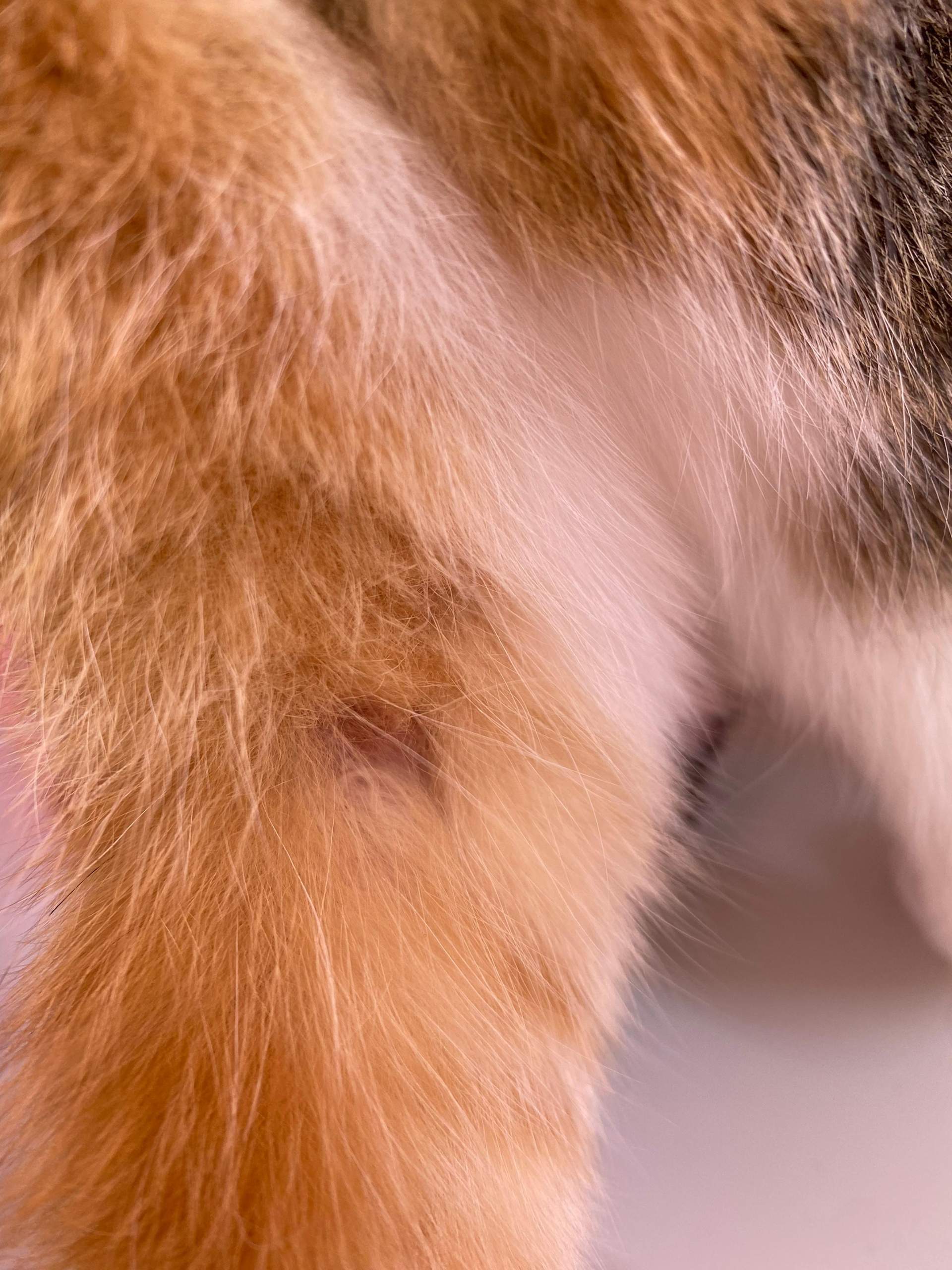 Katze hat kahle Stelle am bein? (Gesundheit und Medizin, Tiermedizin)