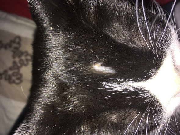 katze hat kahle stelle am kopf was konnte das sein bild tierarzt
