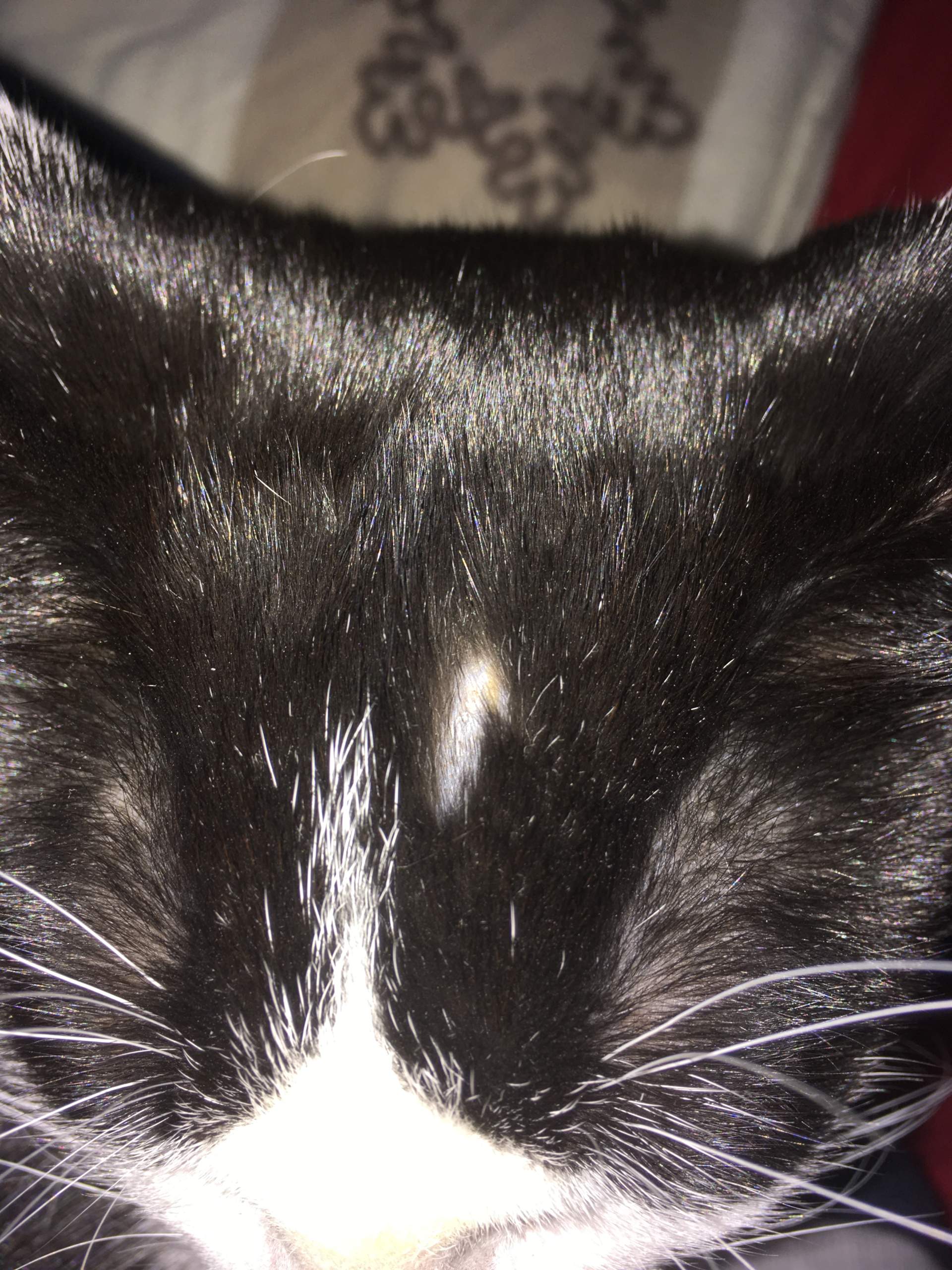 Schwarze Katze Haarverlust Kahle Blutige Stellen