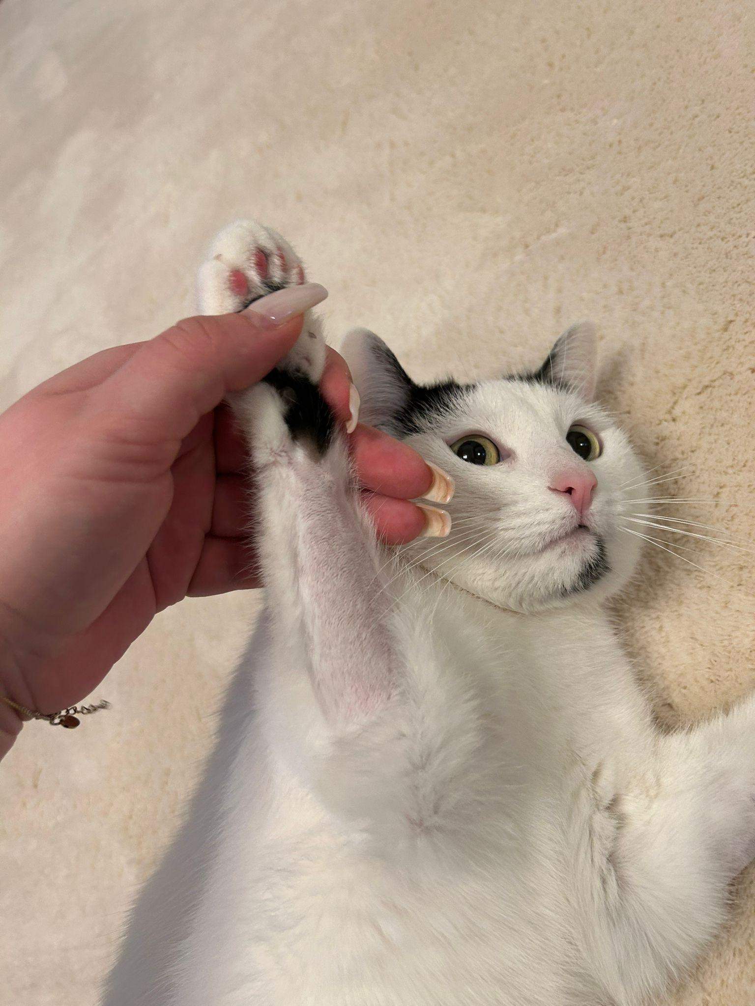 Katze hat Kahle stelle an Vorderbeinen? (Haarausfall, Tiergesundheit, Fell)