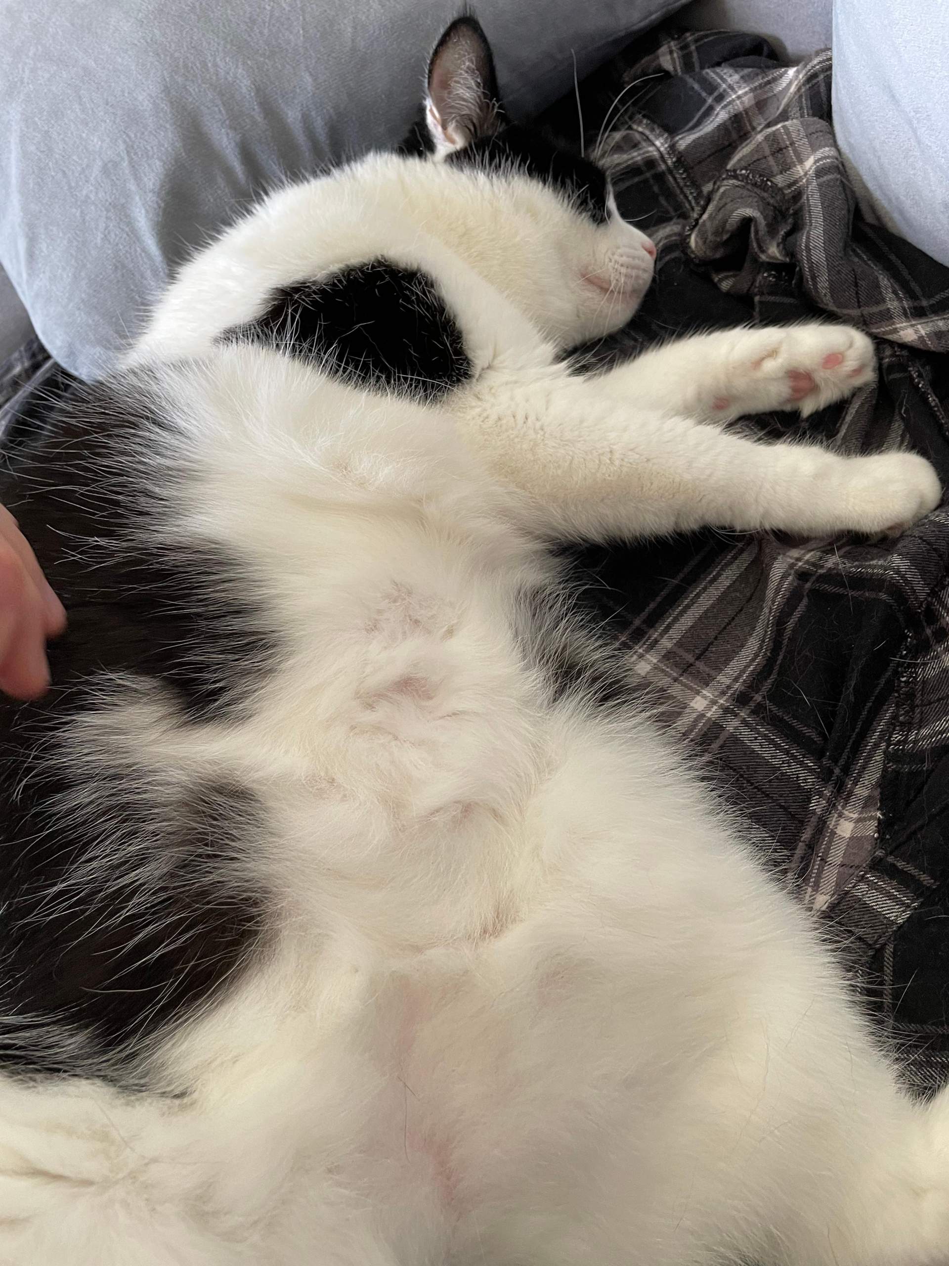 Hinterbeine Katze Kahle Stelle Am Bein Katze hat kahle Stelle, Gnubbel/Zitze? (Tiere, Tierarzt, Kater)