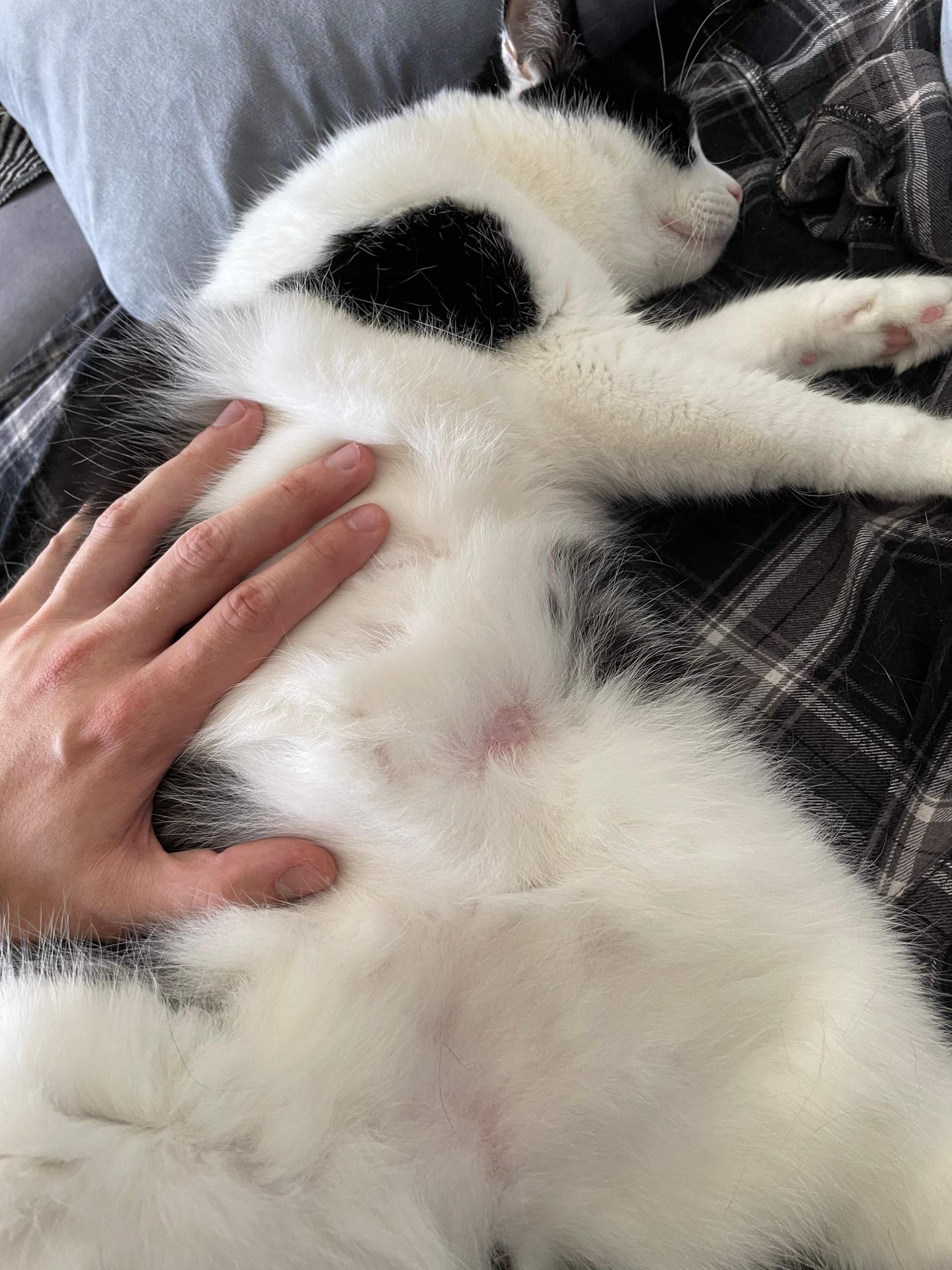 Katze hat kahle Stelle, Gnubbel/Zitze? (Tiere, Tierarzt, Kater)