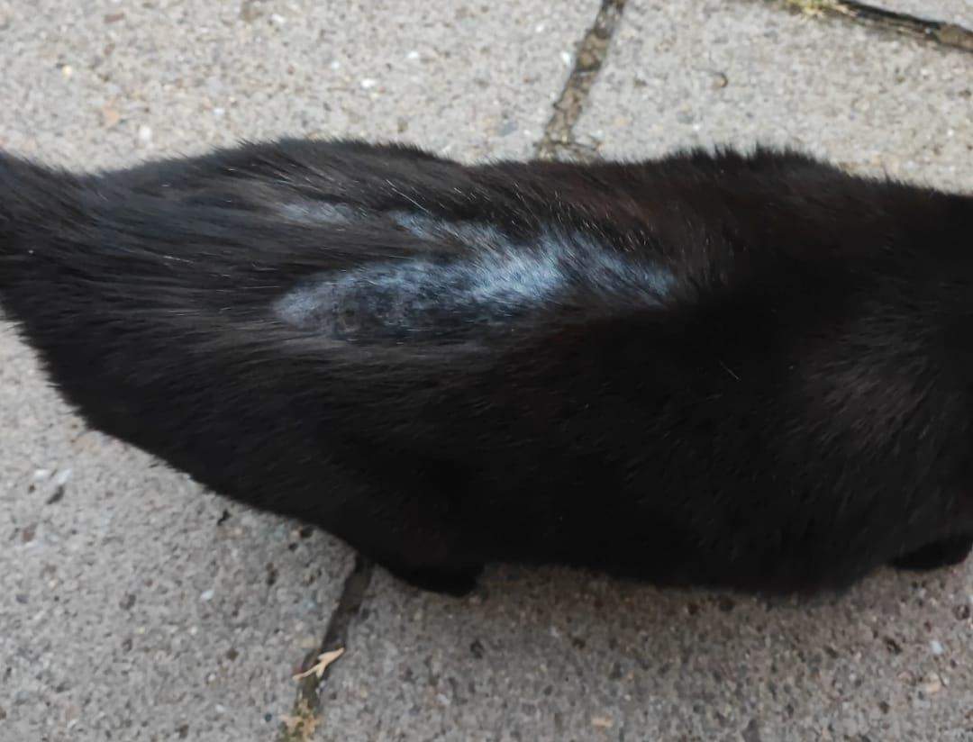 Katze hat kahle Stellen? (Entzündung, Tierarzt, Kater)