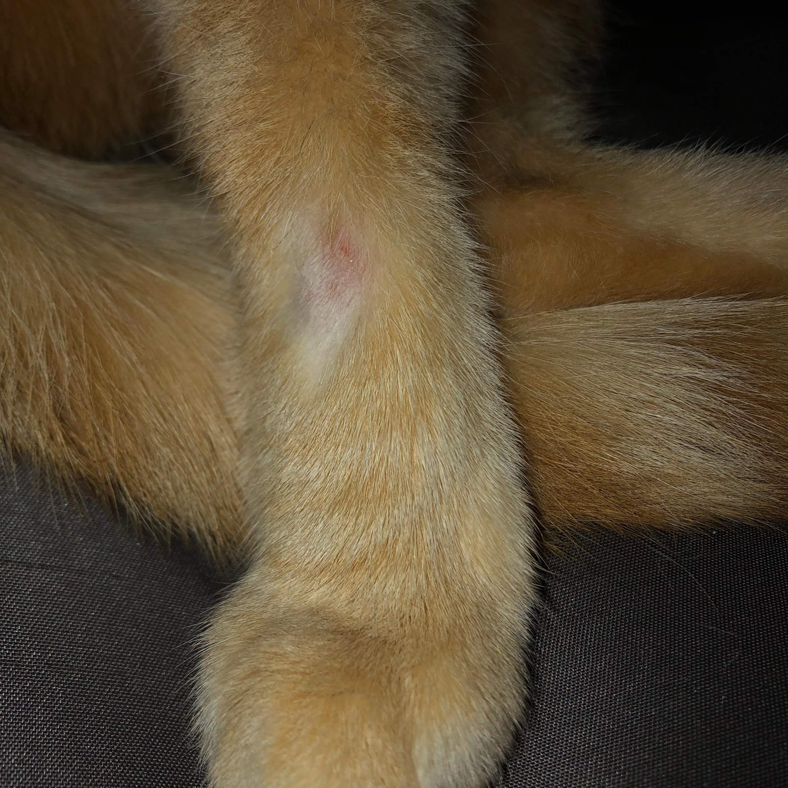 katze hat kahle stellen an pfoten und hinterbeinen? (Haustiere, Tiermedizin) katze hat kahle stellen an pfoten und hinterbeinen? (Haustiere, Tiermedizin)