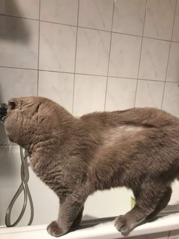 katze hat kahle stellen kater