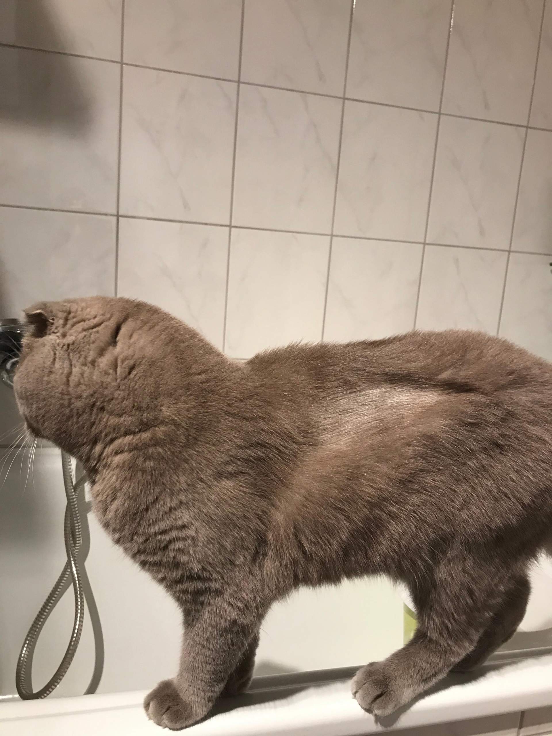 Katze hat kahle Stellen? (Kater)