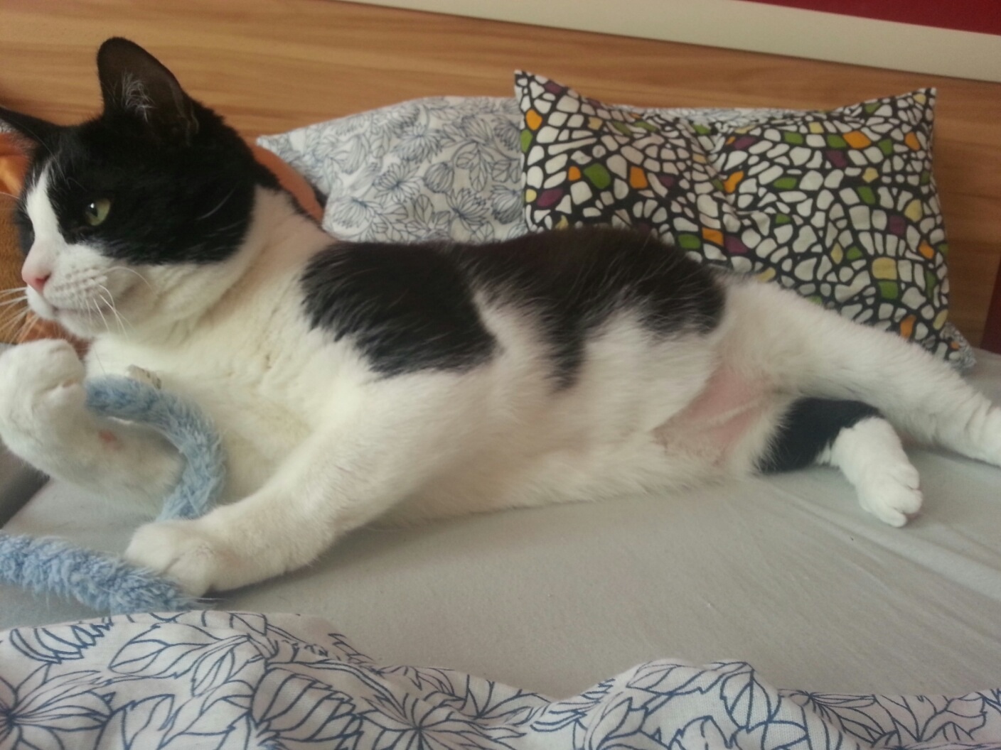 Katze hat kahlen bauch? (Katzen, Fell)