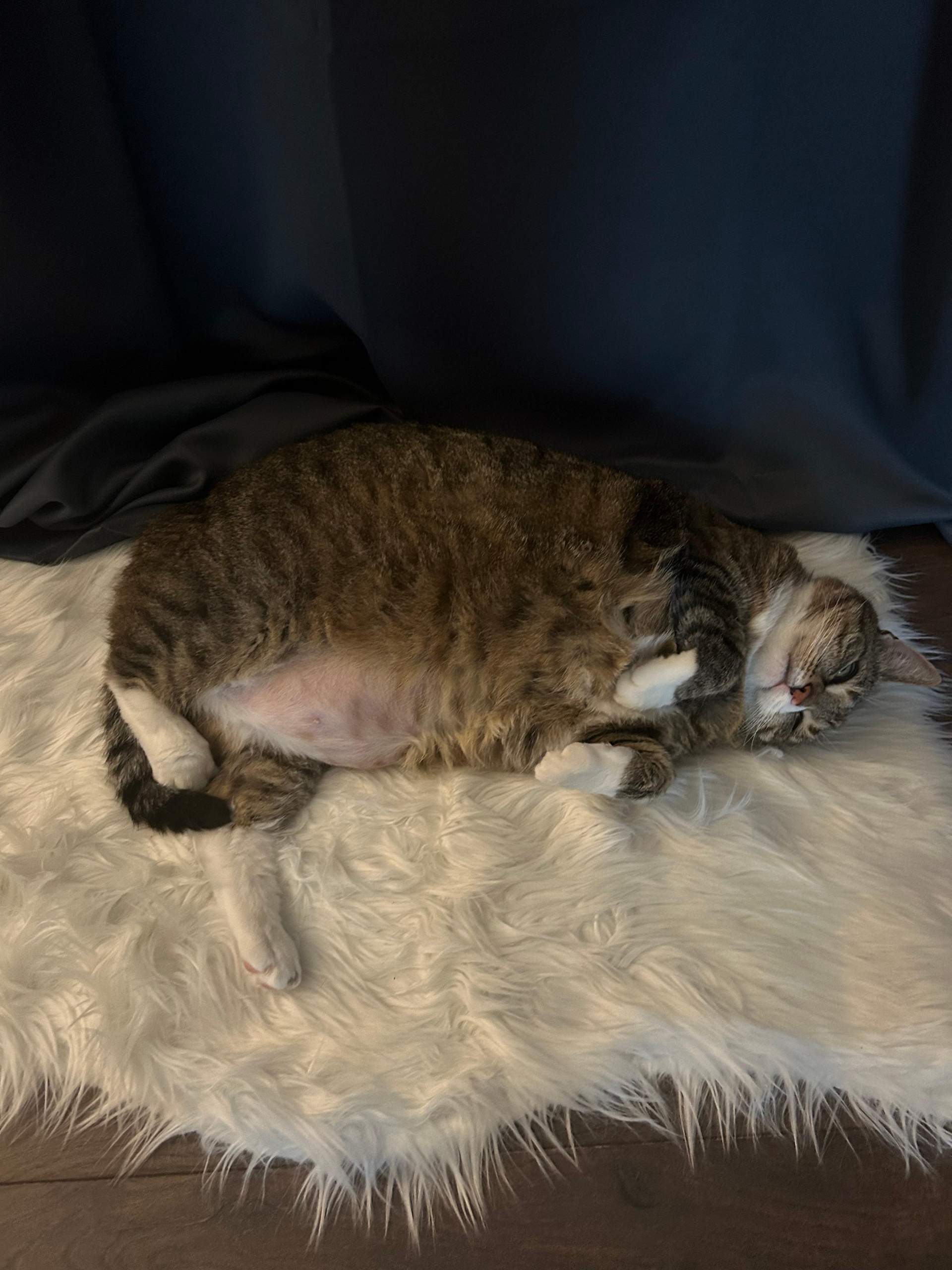 Katze hat kaum Haare am Unterbauch? (Tiere, Tierarzt, Katzenhaltung)