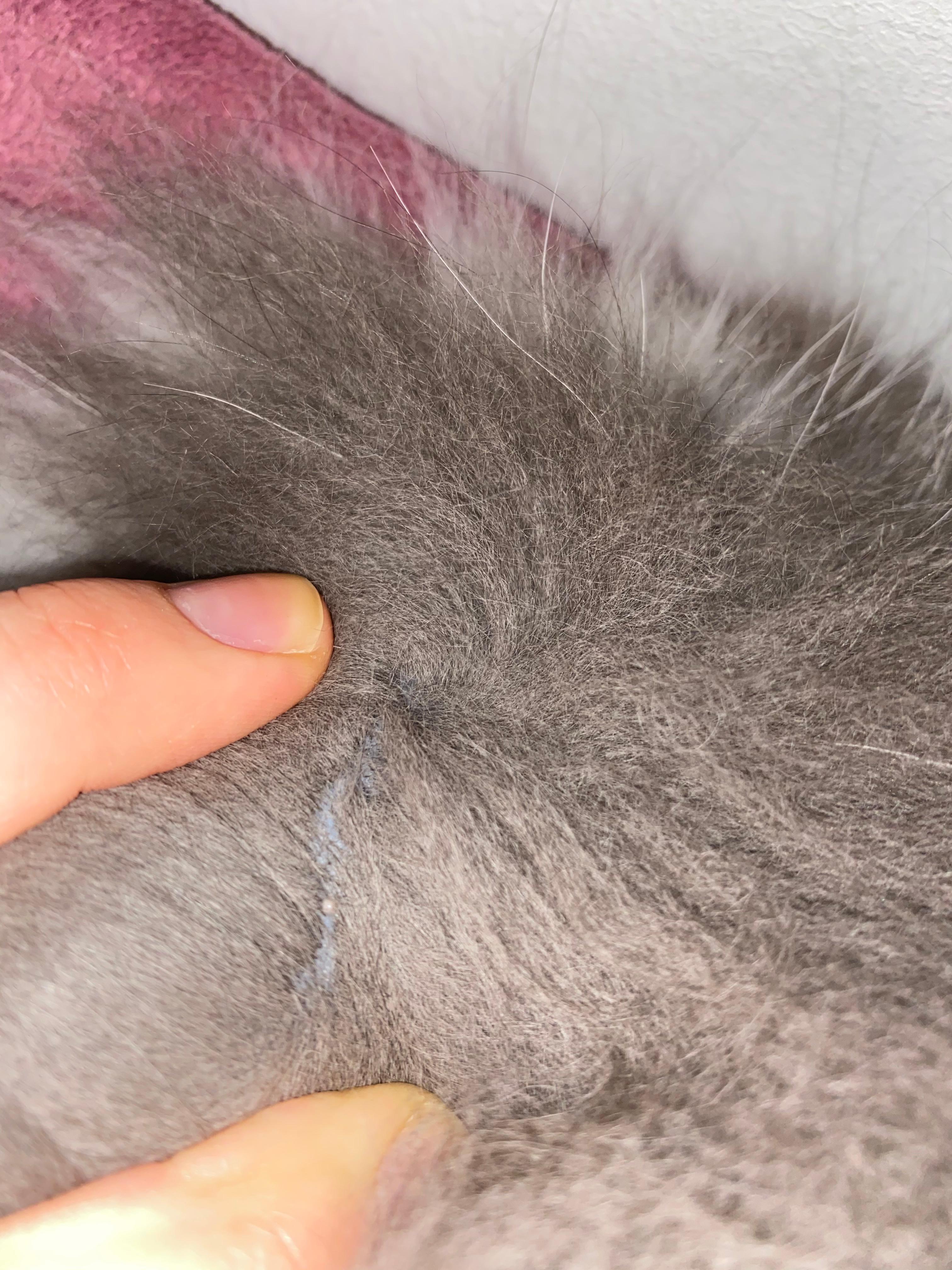katze hat knubbel pickel im nacken haustiere katzen