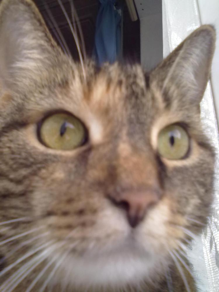 katze hat knubbel schwellung an der nase bzw neben der nase was ist das katzen tierarzt
