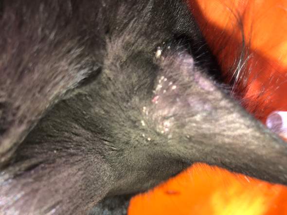 Katze Hat Komische Punkte An Den Ohren Gesundheit Tiere