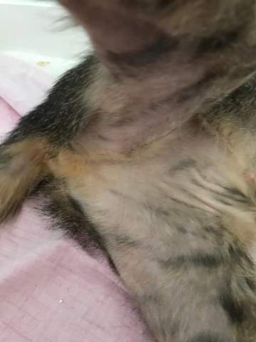 katze hat komische stellen am korper gesundheit und medizin tiere haustiere